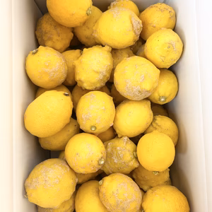 ★訳あり品　北海道・沖縄県・離島以外　レモン5kg　高知県産★