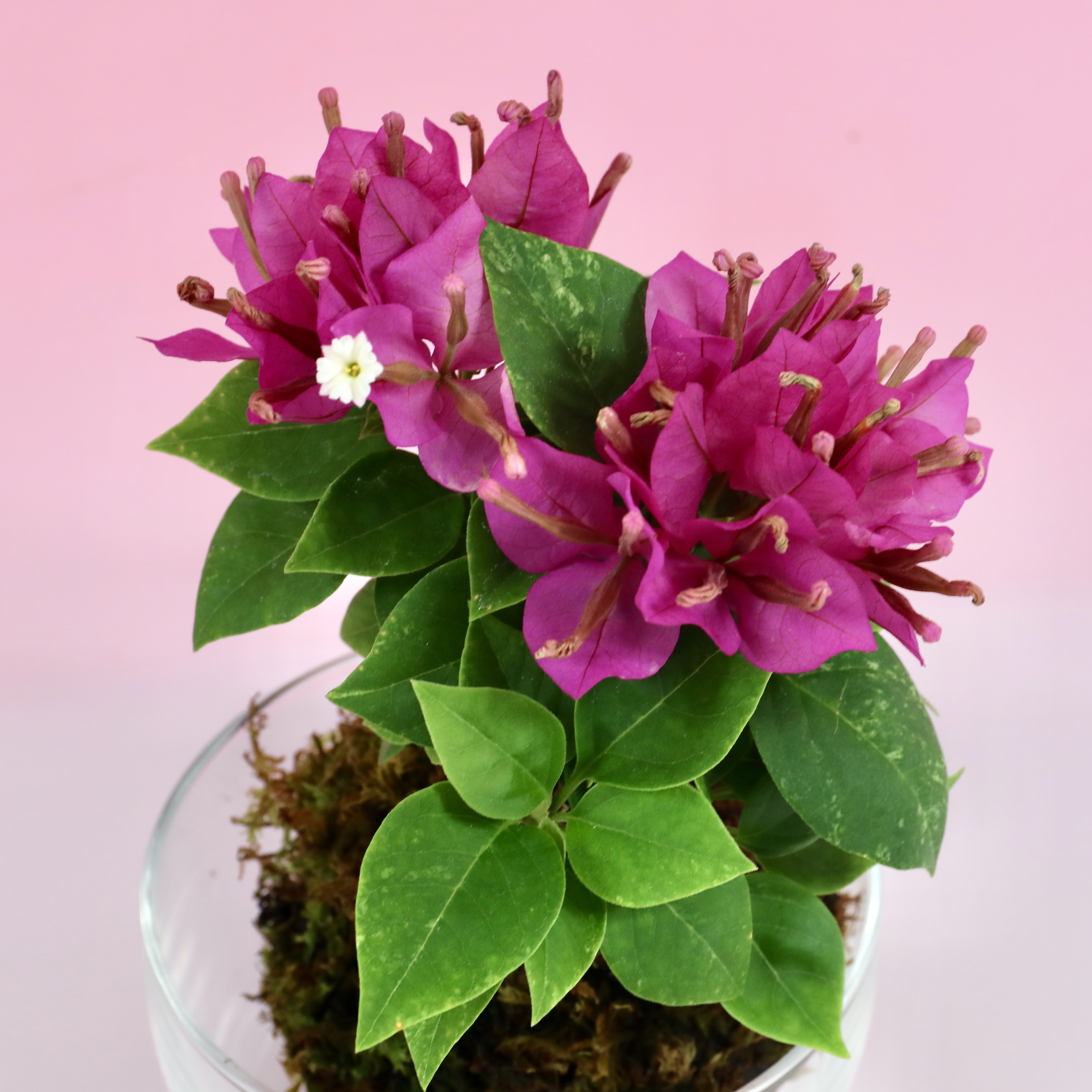 苔玉 ブーゲンビリア(濃いピンク) 高さ約20㌢ 重さ約200㌘