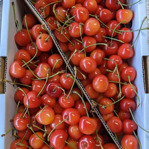 さくらんぼ紅秀峰1kg