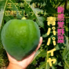 【予約限定30％OFF・10月発送】青パパイヤ 愛知県・南の(半)島から 
