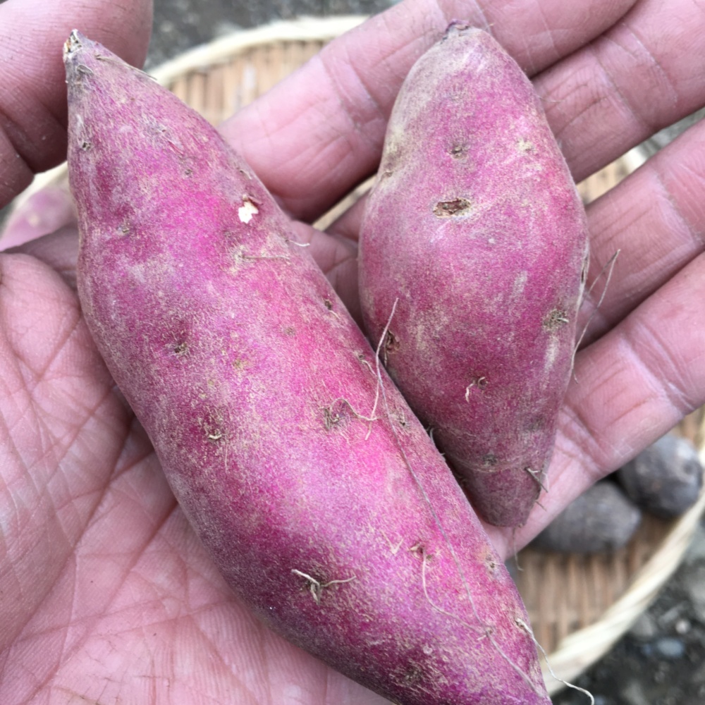 売れなきゃ畑に還します 小粒イモセット 里芋 サツマイモ 農家漁師から産地直送の通販 ポケットマルシェ