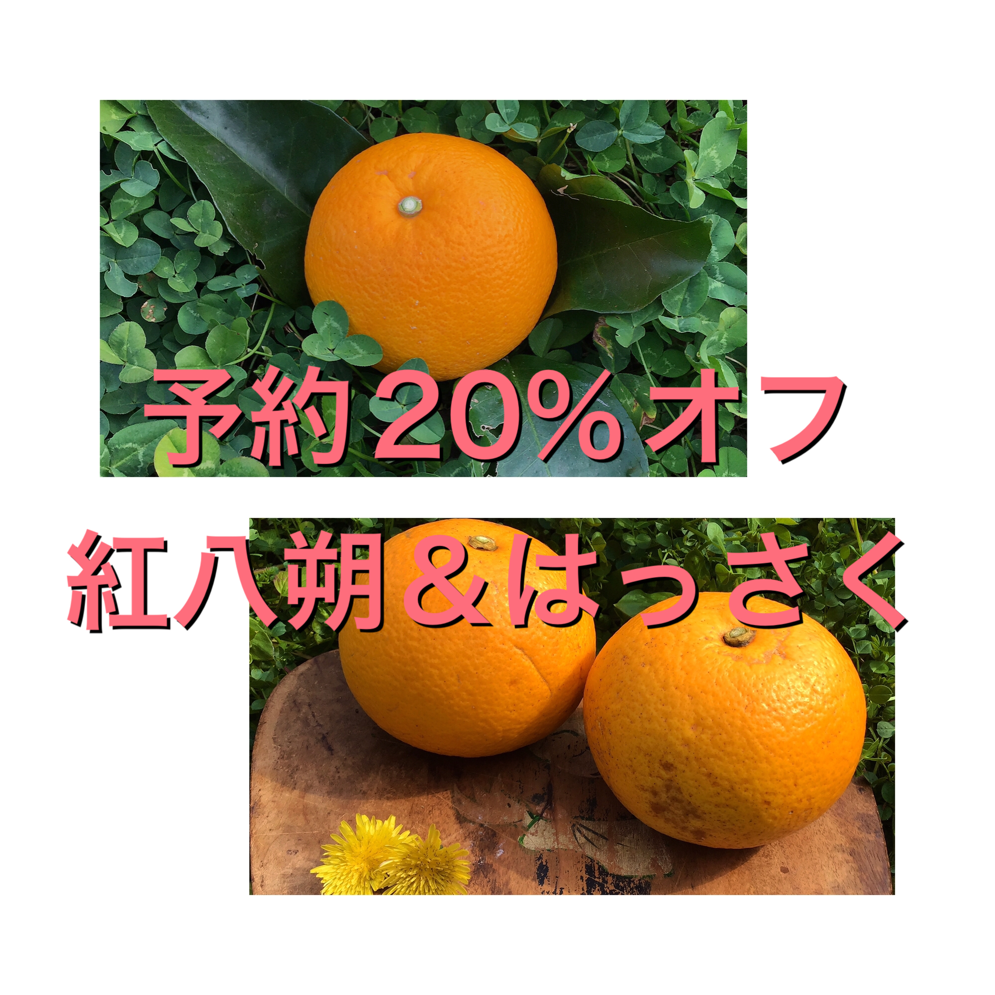 紅八朔 ご家庭用 1キロ サイズ混合 - 果物