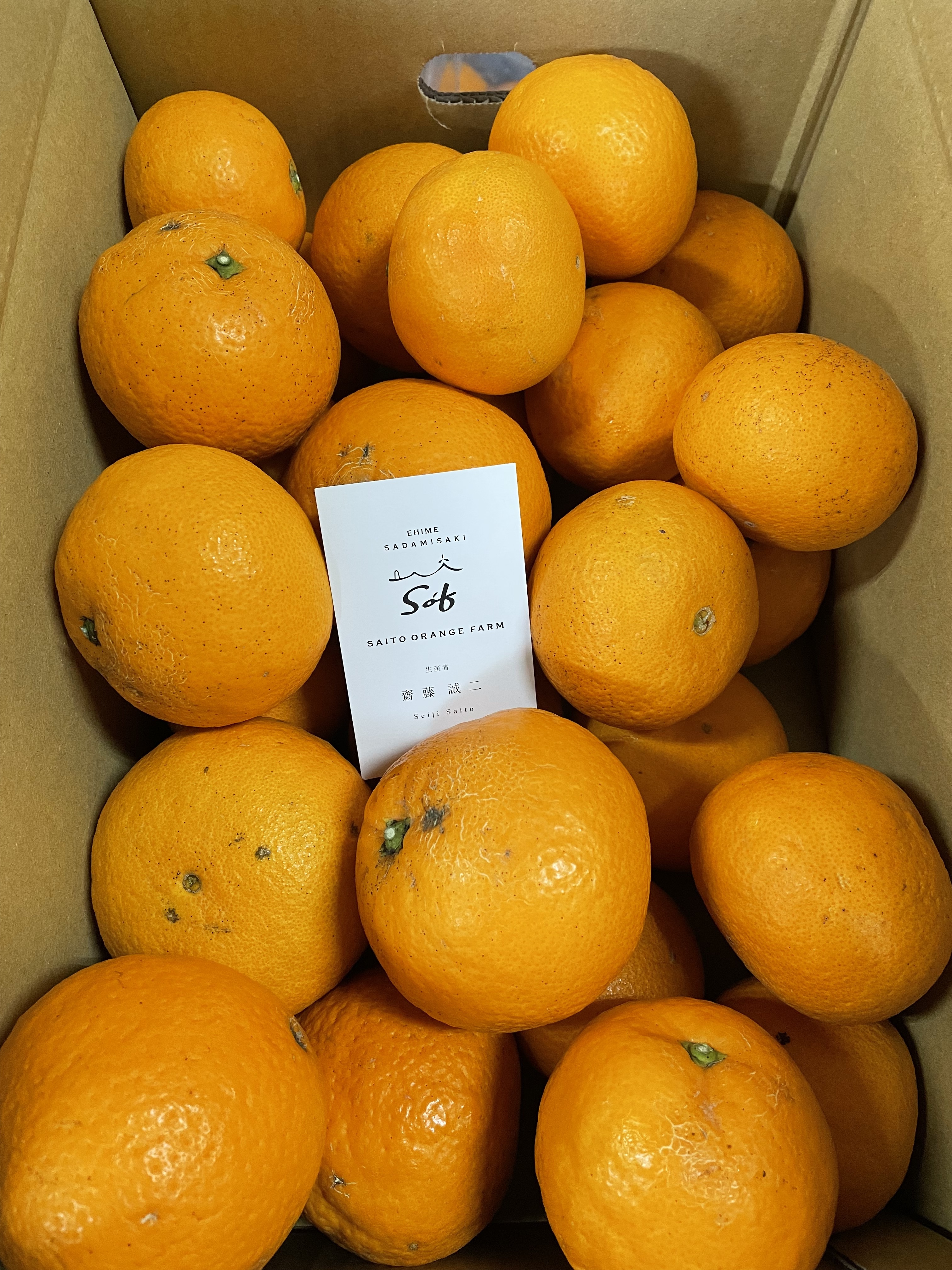 ●最終価格【未使用品】とりかご橙色 見た目傷あり・大きさ不ぞろいでお値打ち価格の愛媛西宇和産せとか【訳