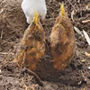 鮮度抜群★とれたて自然栽培たけのこ★3kg 訳ありサイズ大きめ/収獲後即日発送♪