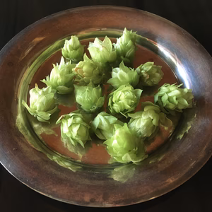 極早生　手摘みフレッシュホップ　かいこがね