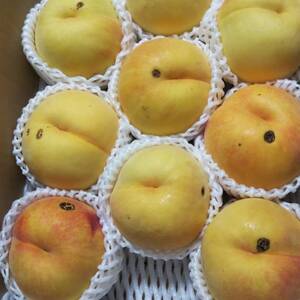 【訳あり】黄桃　品種は何が届くかお楽しみ ！？2kg