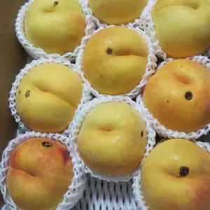 【訳あり】黄桃　品種は何が届くかお楽しみ ！？