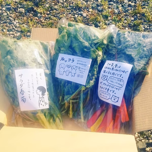 春の優しい菜っ葉セット★うん子のくだらんレシピ付