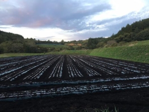 14572982_919230578182215_839818374000788750_n