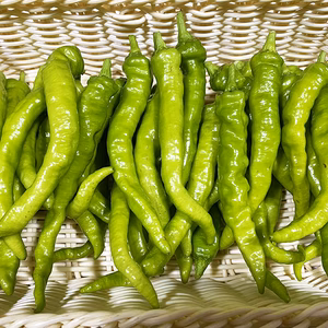 大甘長シシトウ