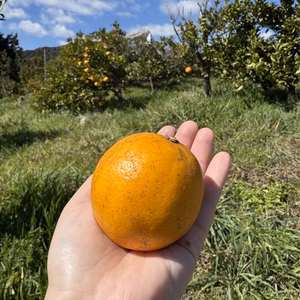 『マイヤーレモン』果汁たっぷり！