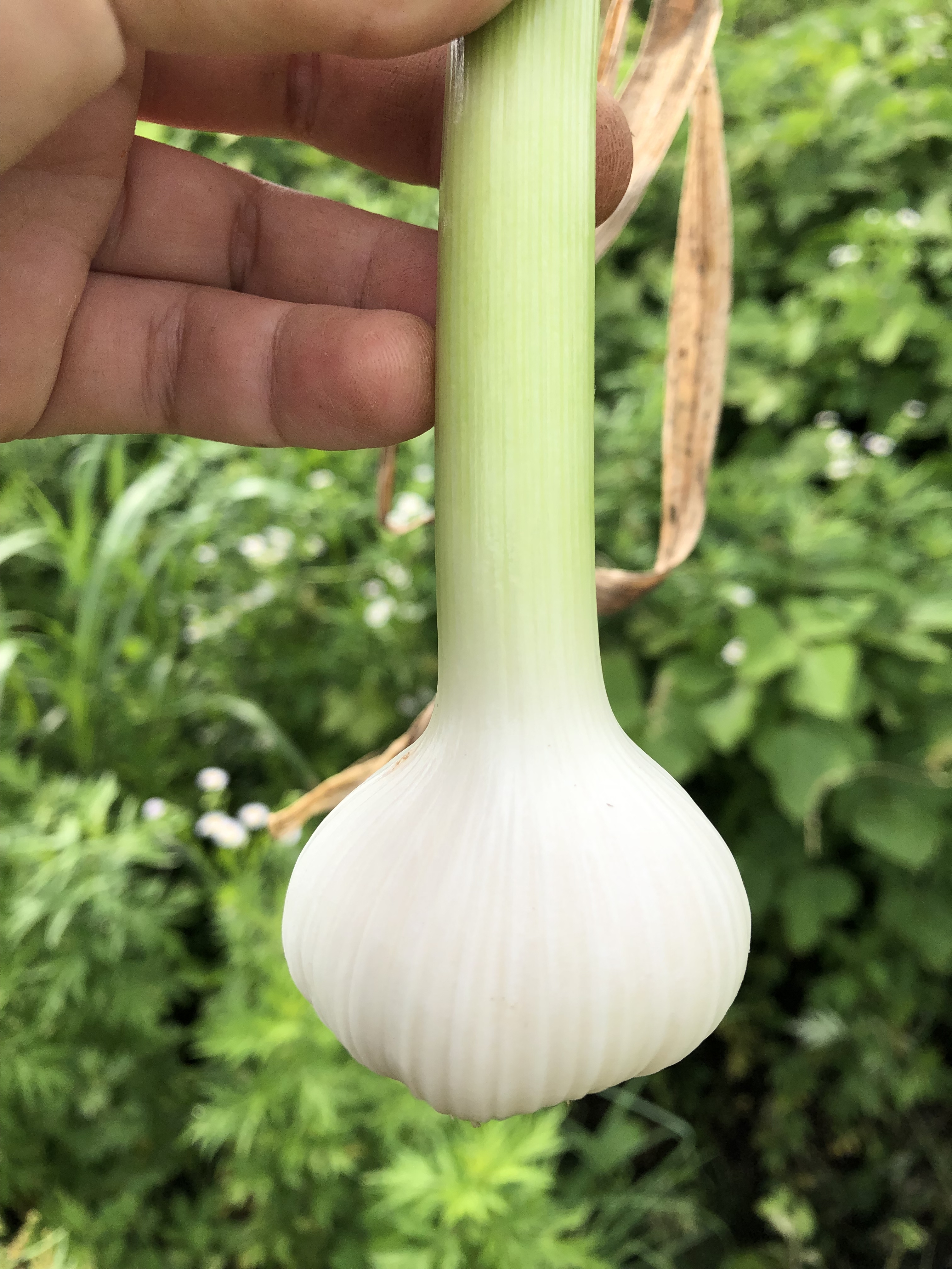 歳末キャンペーン【農薬・化学肥料不使用栽培】青森県産 自家製黒