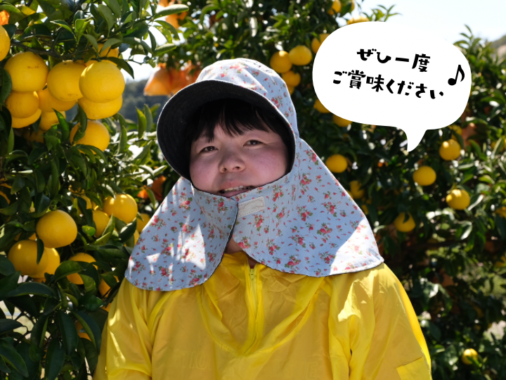 家庭用【2.5kg】夏小夏 柑橘の大トロ｜みかんの商品詳細｜ポケット