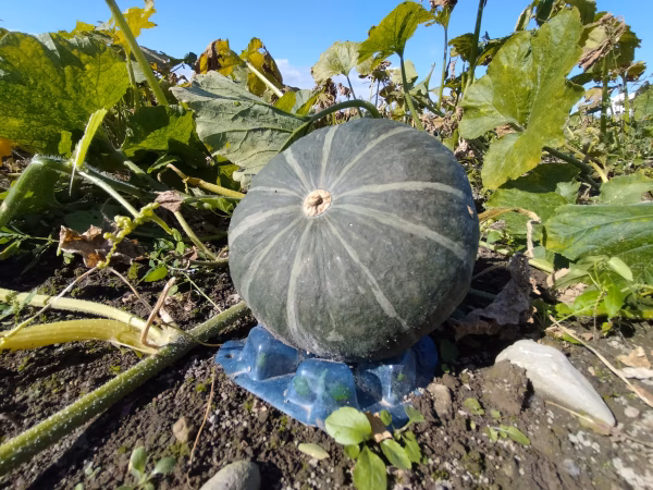 くり将軍ネオ★栗カボチャ界一の強者