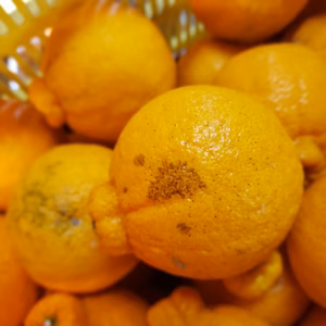 伊予柑１㌔　不知火2K　マドンナ4㌔