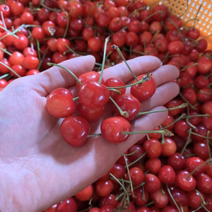 さくらんぼ‼️紅さやか‼️ 限定30箱