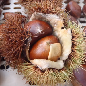 【自然栽培の栗／1.8kg】今が旬！- 若尾農場 -