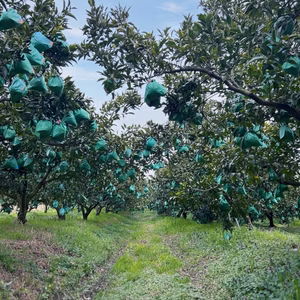 【贈答用】310日樹上完熟 不知火｜越冬袋掛け｜贈答秀品4kg（12〜13玉）