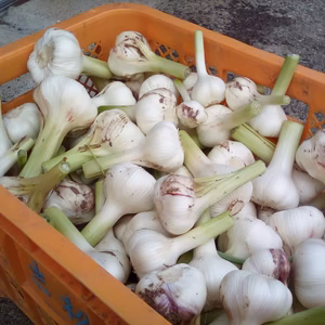 生ニンニク(有機JAS認証)