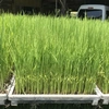 健康プロトン米 (玄米 &白米)  プラスα自然栽培
