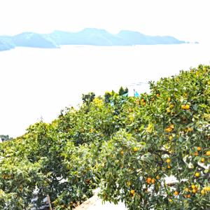 １２月出荷　完熟中生みかん｜見た目訳あり・味はA品級 