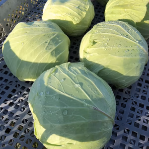 9キロ　大玉キャベツ！