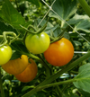 動物性肥料なし！トマトソース作りに☆完熟カラフルミニトマト＆バラにんにく付！