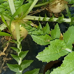 大根等5品野菜セット