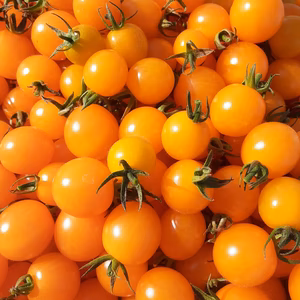 ミニトマト黄色のみ1、2kg