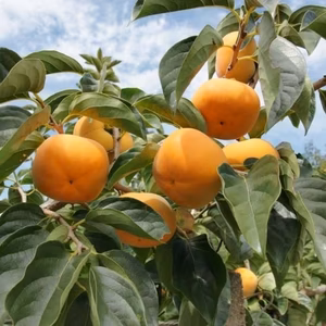 ※送料無料※≪柳フルーツ園≫訳ありたねなし柿(ご家庭用)