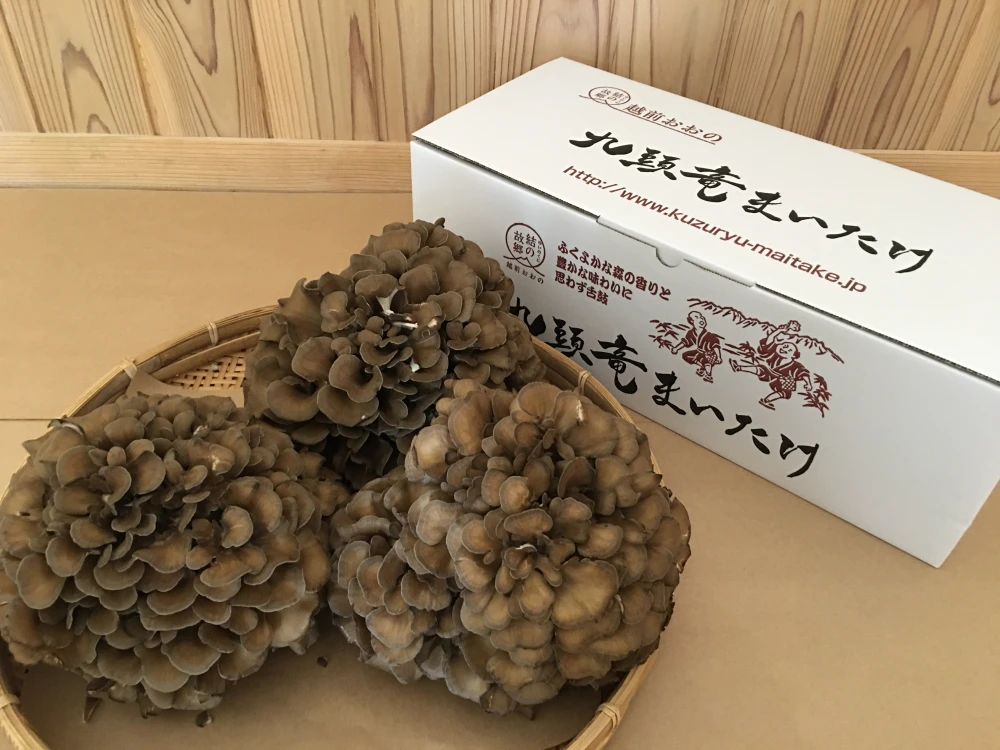 九頭竜まいたけ【3株入】