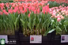 【出品最後チューリップ】ピンク色　ユリ咲き　プリティラブ１０本