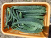 野菜セット8-10品　自然栽培（無肥料・無農薬・無除草剤）　山陰・鳥取より