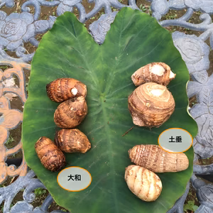 サトイモ食べ比べ（土垂、大和）2.0kg