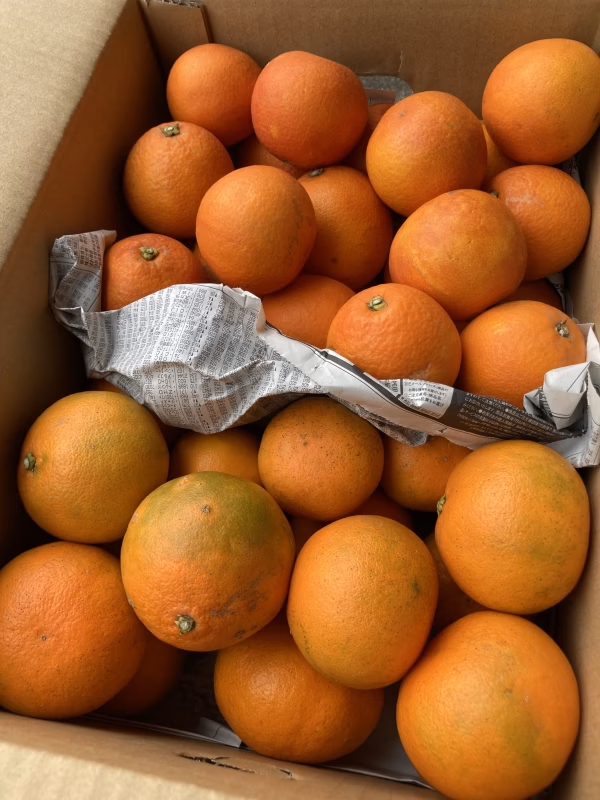 訳あり『あすみ』と『ブラッドオレンジ』セット！