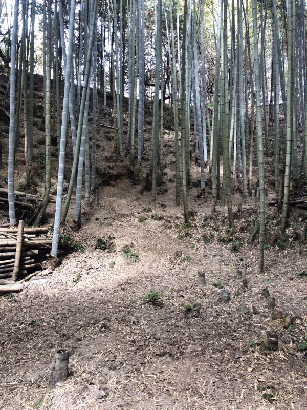 朝採りした湯がき竹の子