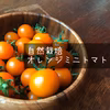 【自然栽培】オレンジミニトマト★農薬・肥料不使用｜プチトマト
