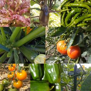 朝採り！無農薬無化学肥料 信州伊那谷★旬の野菜セット 7/16発送