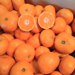 【農薬・化学肥料不使用】神奈川県産　青島みかん　10kg　(家庭用）