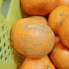 【農薬不使用】無農薬有田みかん 大玉