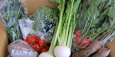 プロなら野菜セットをどう使う？ある日の献立と、野菜を長持ちさせる保存方法までを野菜ソムリエが実践