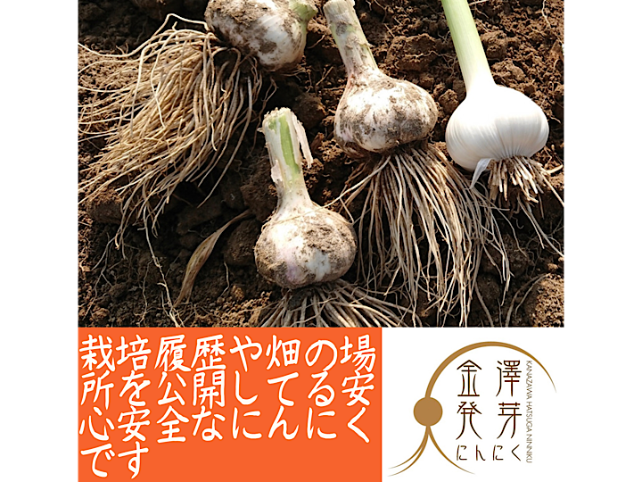 金沢産ブランドにんにく使用 金澤発芽にんにく 訳あり品オマケ 農家漁師から産地直送の通販 ポケットマルシェ