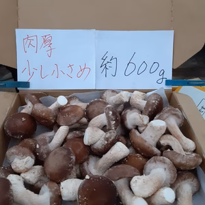 肉厚のプリップリ小粒椎茸❣　3点限り 　