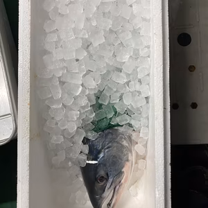 本日限定1本‼️　 イチマン❗船上神経〆秋鮭(オス)