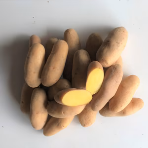 〖ジョアンナ〗はフランス産、保存が楽で黄色い果肉がきれい やみつきに!!