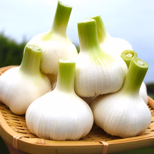 【5月上旬予定】農薬化学肥料不使用新にんにく生にんにく大玉(2L直径7cm以上)