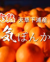 【熟成の極】香る！超熟成完熟、天草ぽんかん！上果園の男気ぽんかん！