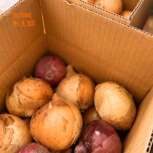 たまねぎさんとむらさきさん