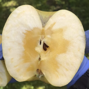 葉とらずりんご こうこう【東北・関東・信越・北陸・東海エリアへの配送】