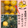 【産地直送】和歌山県産　家庭用ハッサク　大きめサイズ　約10キロ